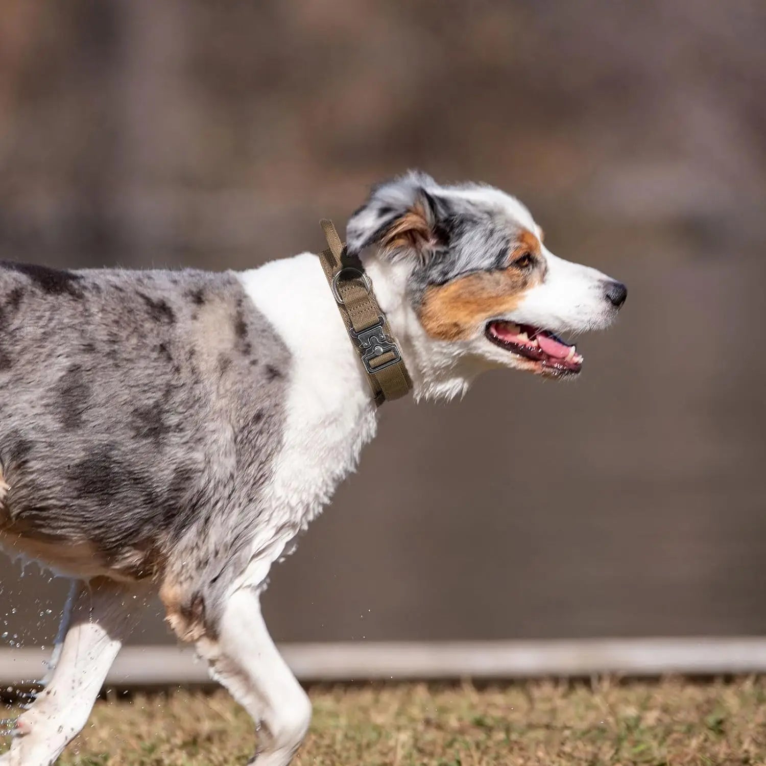 Coleira Tática Militar para Cães